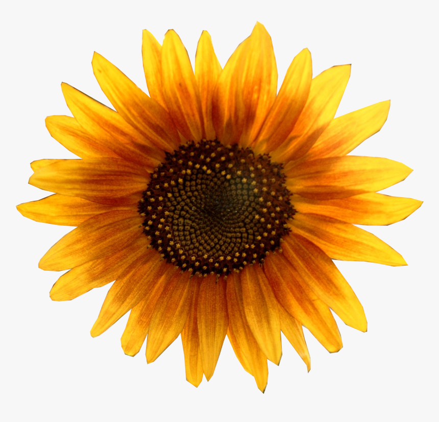 Gardening Clipart Tall Sunflower - Sunflower Head Png, Transparent Png, Free Download