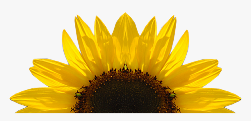 Sunflower Free Clipart Half Pencil And In Color Transparent - Transparent Sunflower, HD Png Download, Free Download