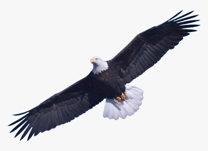 Transparent Eagle Clipart Png - Bald Eagle Transparent Background, Png Download, Free Download