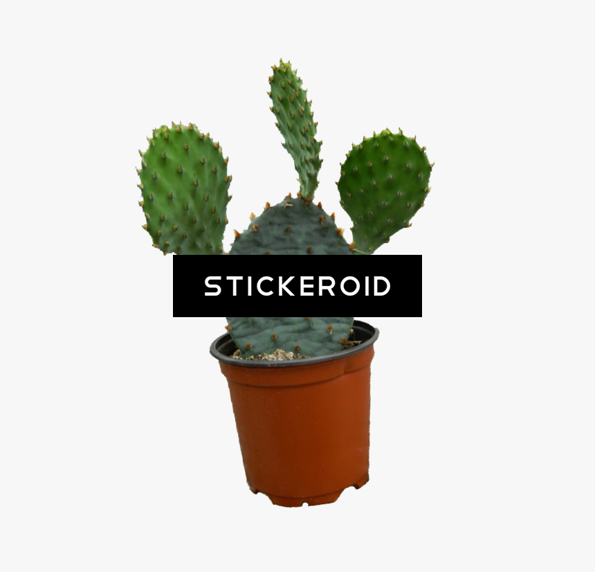 Cactus Plant Clipart , Png Download - Cactus Plant Transparent, Png Download, Free Download