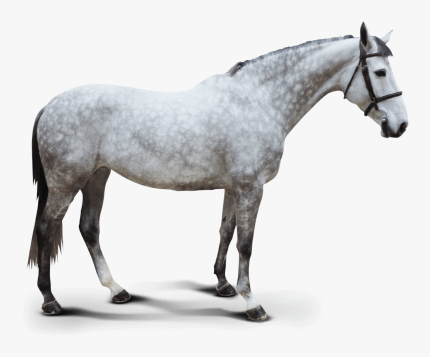 Dutch Cinda Alda Z - Stallion, HD Png Download, Free Download