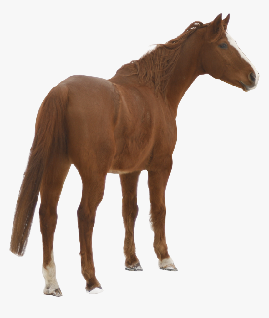 Domestic Animals Images Hd Png, Transparent Png, Free Download