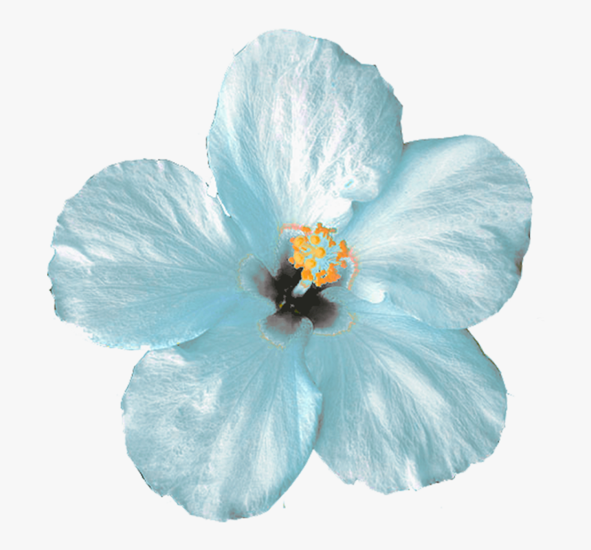 Mint Flower Png, Transparent Png, Free Download