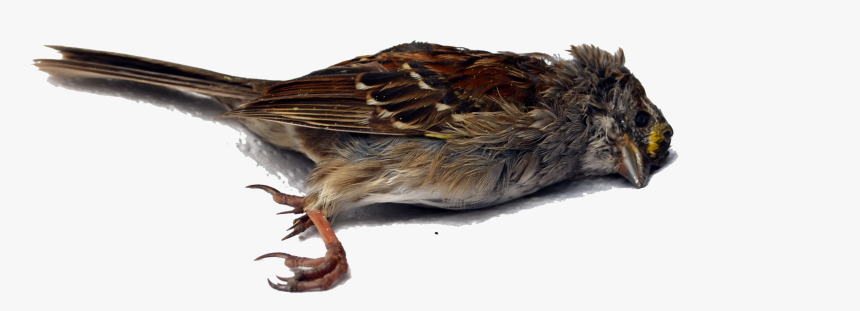 Bird Wren Death - Dead Bird White Background, HD Png Download, Free Download
