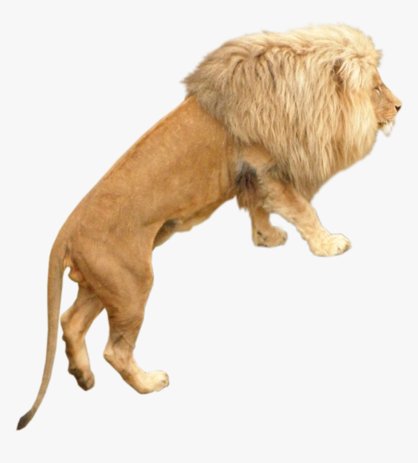 Lion, HD Png Download, Free Download