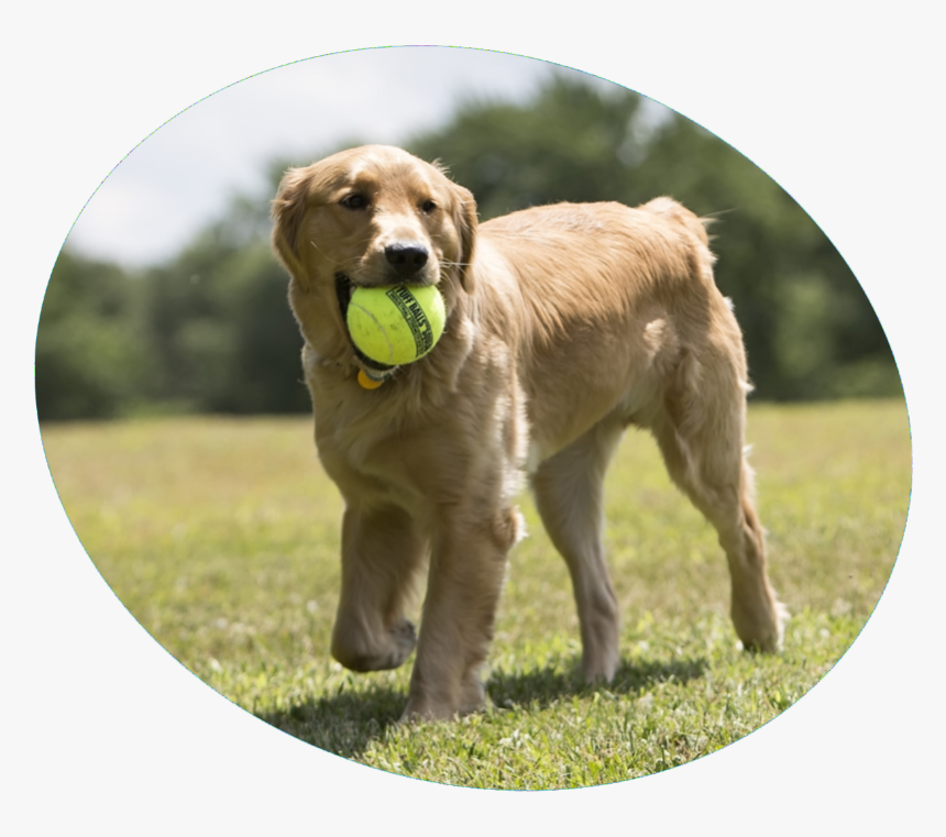 Dog Happy With Ball, HD Png Download, Free Download