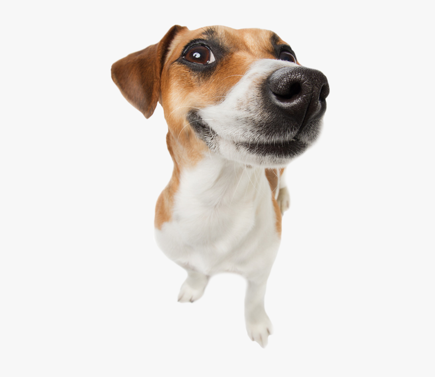 Funny Dogs Transparent Png, Png Download, Free Download