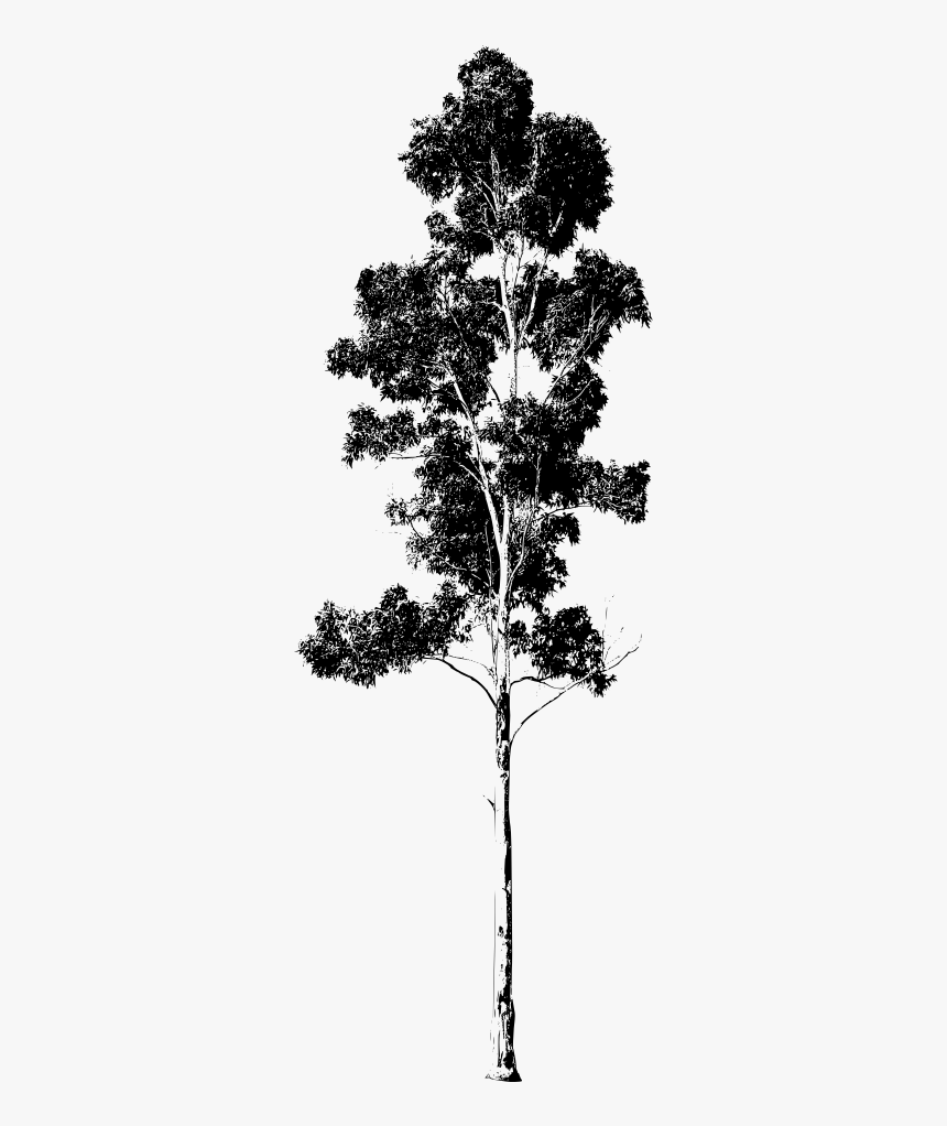 Eucalyptus Tree Drawing Png - Gum Tree Silhouette, Transparent Png, Free Download