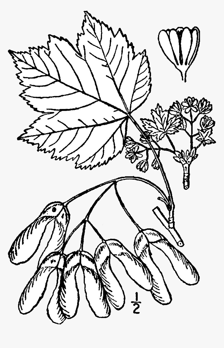 Acer Glabrum Drawing - Acer Glabrum, HD Png Download, Free Download