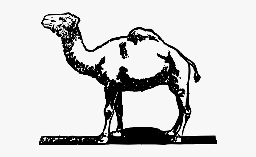 Free Hand Drawing Of A Camel - Unta Hitam Putih Png, Transparent Png, Free Download