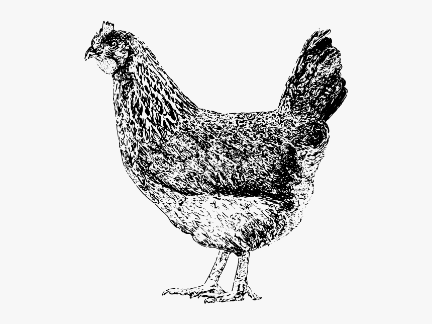 Rooster, HD Png Download, Free Download