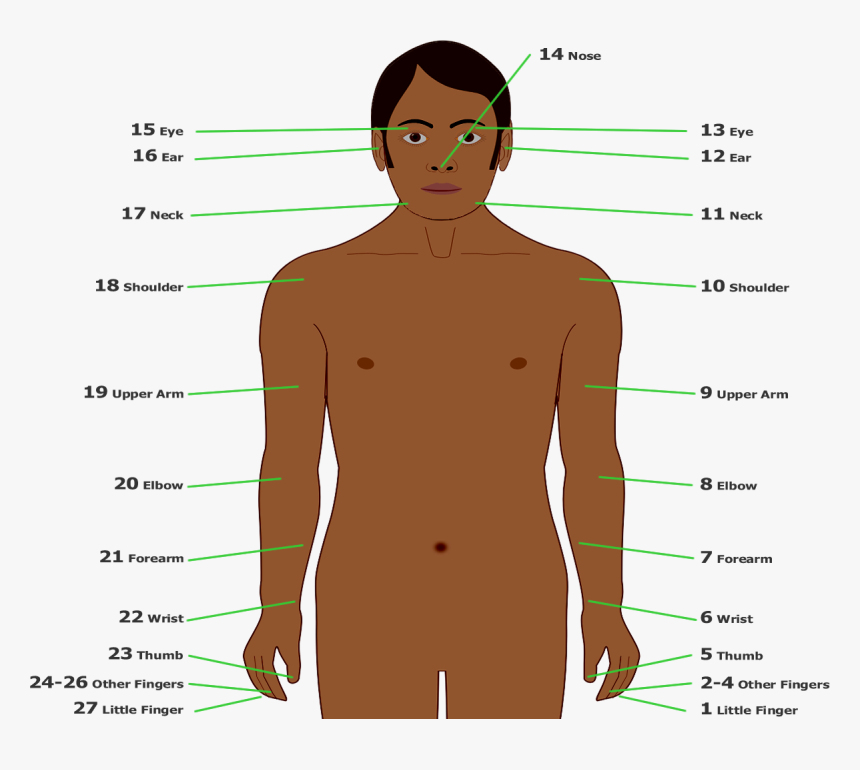 Body-part Tally Of Sibil Valley People - Part Of Body In Dutch, HD Png Download, Free Download