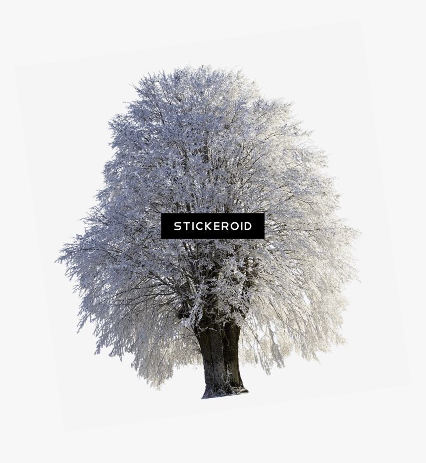Tree Full Of Snow - Pine Transparent Background Snow Branches Png, Png Download, Free Download
