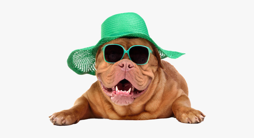 Dog In Summer Hat, HD Png Download, Free Download