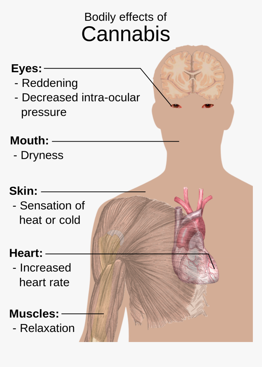 Bodily Effects Of Cannabis, HD Png Download, Free Download