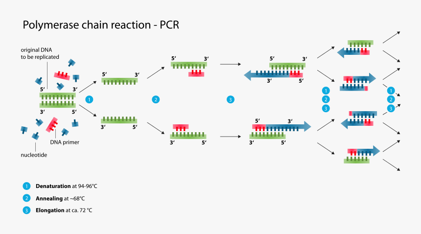 Polymerase Chain Reaction, HD Png Download, Free Download