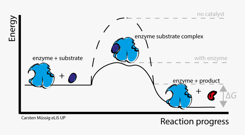 Metal Activated Enzymes And Metalloenzymes, HD Png Download, Free Download