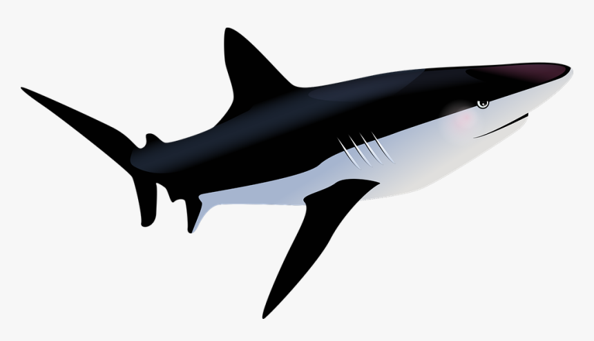 Ikan Hiu Background Putih, HD Png Download - kindpng
