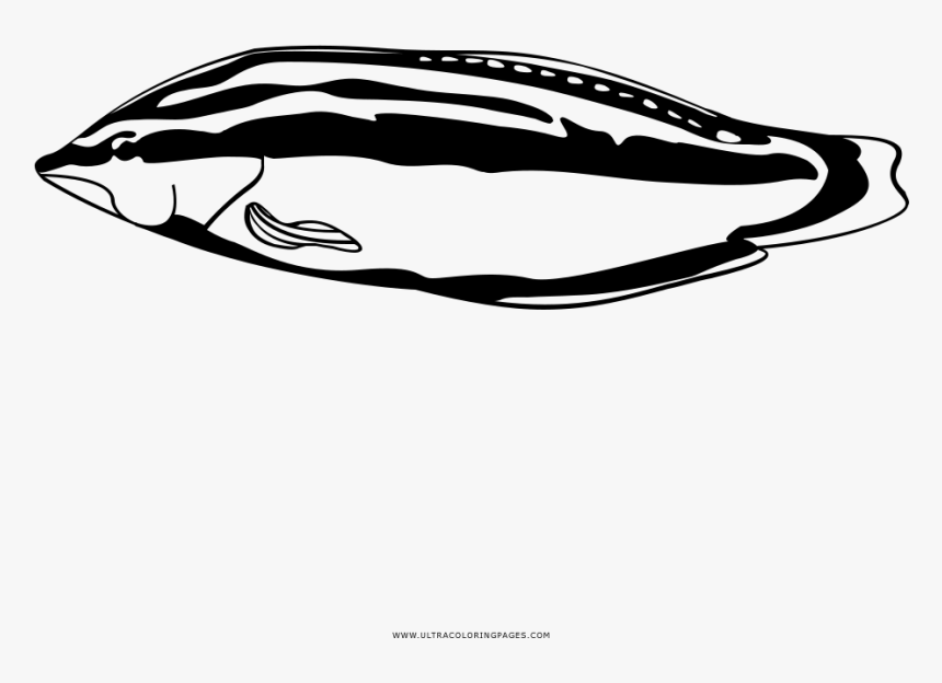 Tropical Fish Coloring Page - Wrasses, HD Png Download, Free Download