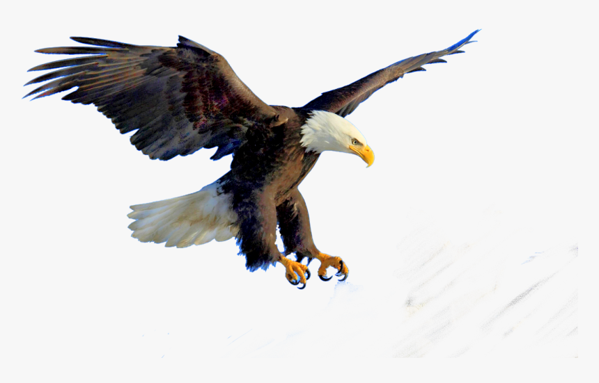 Bald Eagle Bird Clip Art - Transparent Flying Eagle Png, Png Download, Free Download