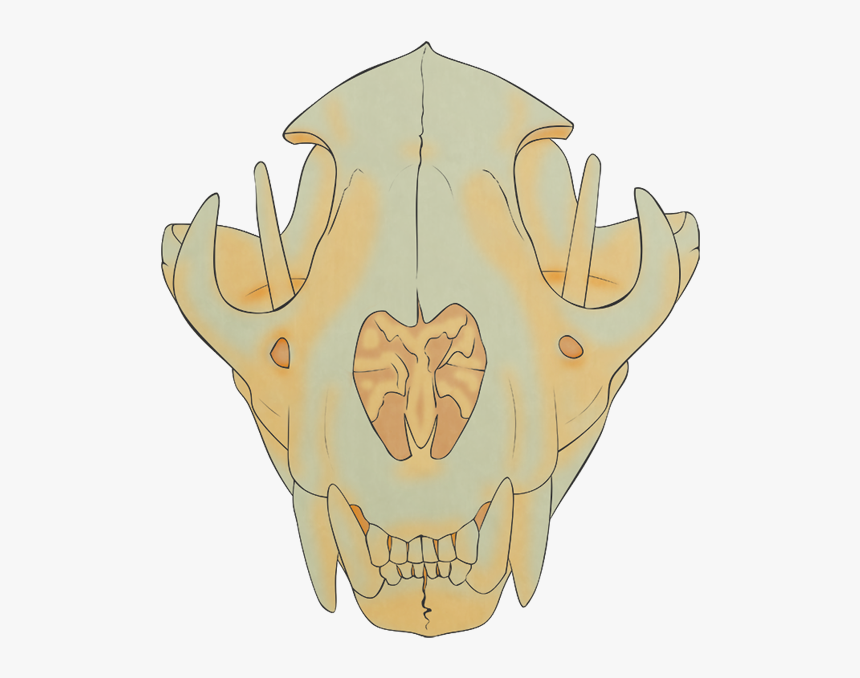 Transparent Cartoon Skull Png - Lion Skull, Png Download, Free Download