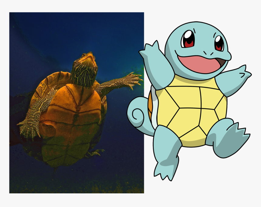 Aquatic Turtles, Like This One In An Ohio Quarry Inspired - Squirtle Pokemon, HD Png Download, Free Download