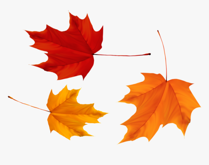 Red And Yellow Maple Leaves Png Image - Yellow And Red Leaves Png, Transparent Png, Free Download