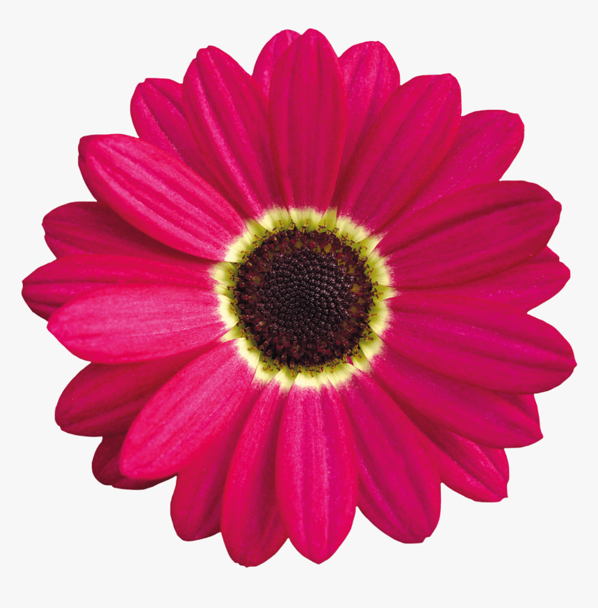 Pink Daisy Clipart Images Gallery For Free Myreal - Barberton Daisy, HD Png Download, Free Download