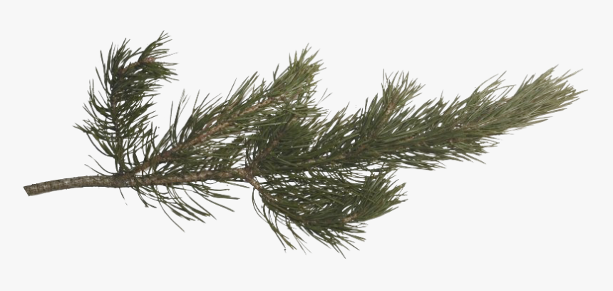 Pine Branch Png Photos - Pine Tree Branch Png, Transparent Png, Free Download