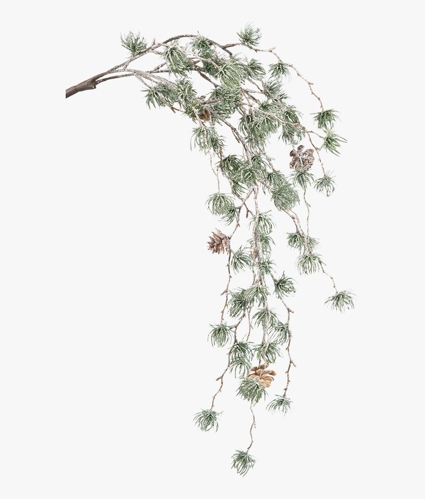 Green Pine Branch With Cones - Casuarina, HD Png Download, Free Download