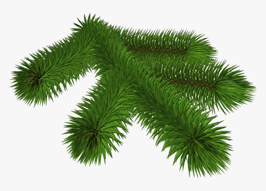 Transparent Pine Branch 3d Clipart - Transparent Png Pine Tree Branch Transparent Background, Png Download, Free Download