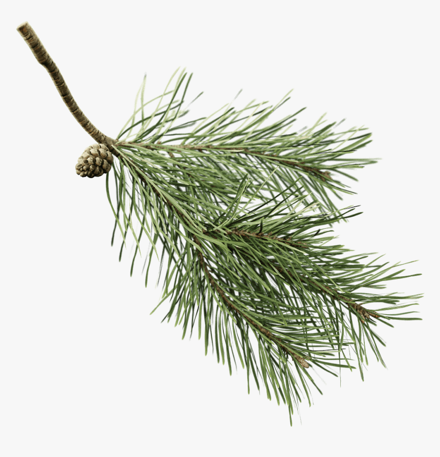 Pine Branch Transparent Background, HD Png Download, Free Download