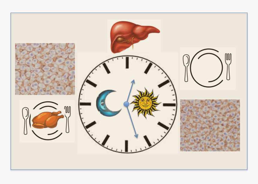 How The Liver Dances To A Day/night Rhythm - Liver Circadian Clock, HD Png Download, Free Download