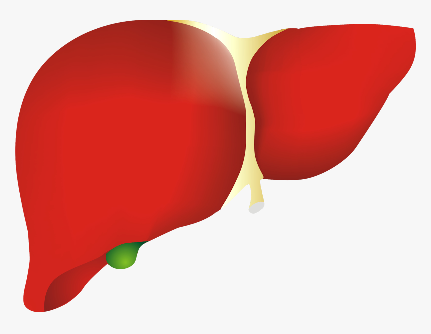 Human Liver Picture Png, Transparent Png, Free Download