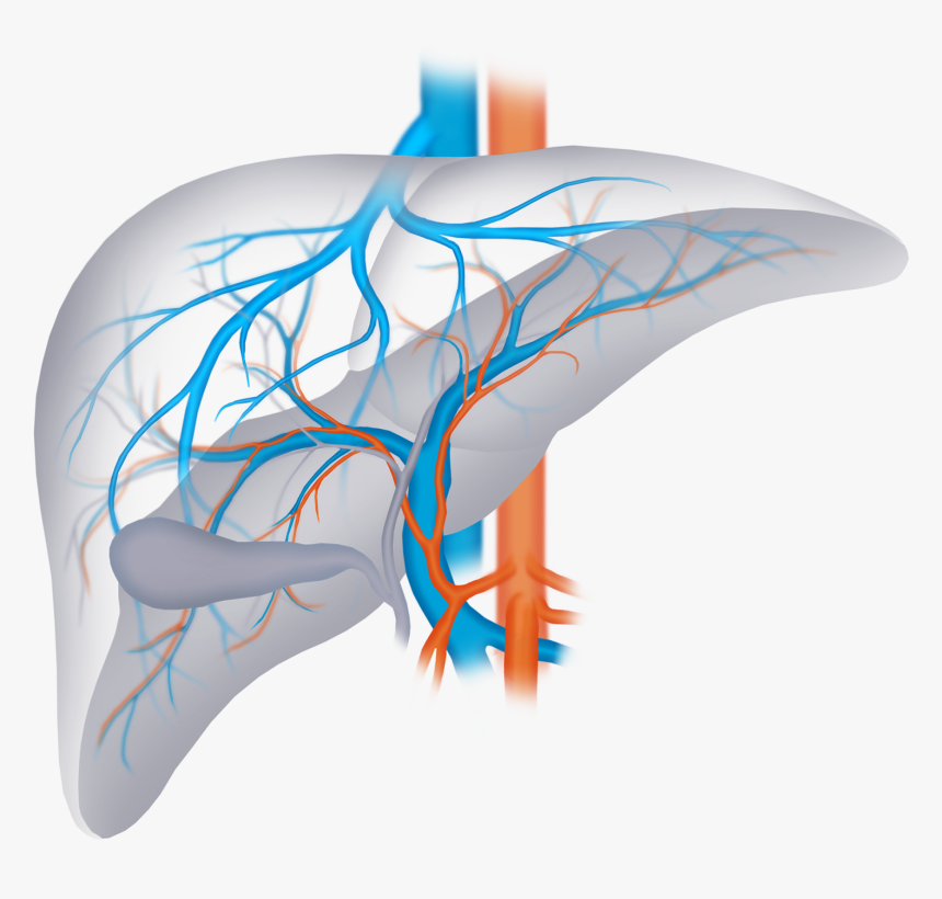 Liver Png, Transparent Png, Free Download