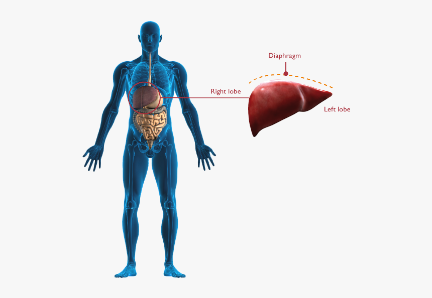 Old Fashioned Pictures Of - Human Body Liver Png, Transparent Png, Free Download