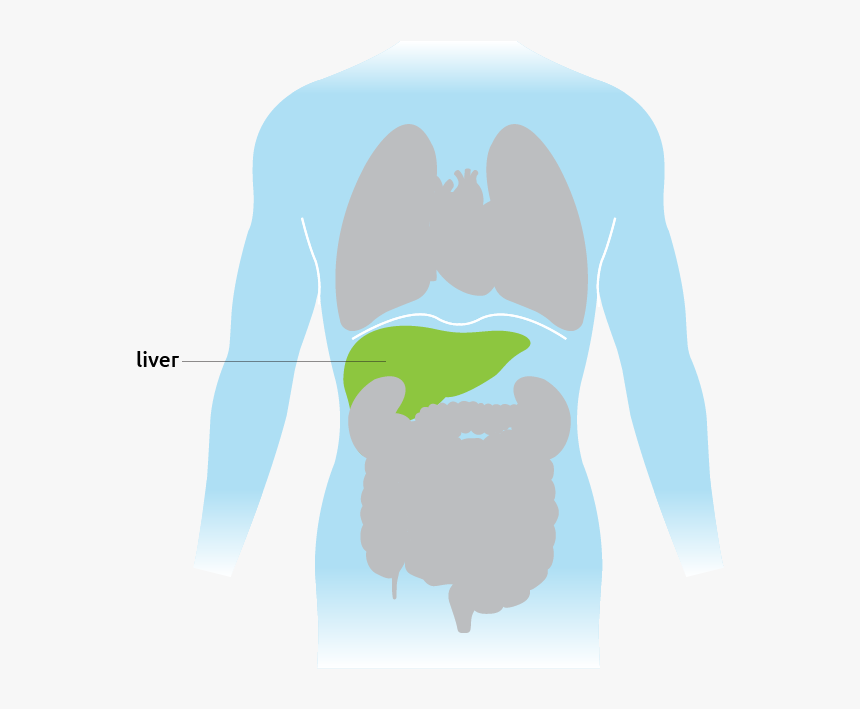 Human Organ Diagram Showing Liver Location - Cartoon, HD Png Download, Free Download