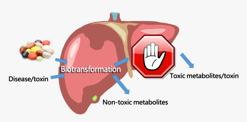 Diagram, HD Png Download, Free Download