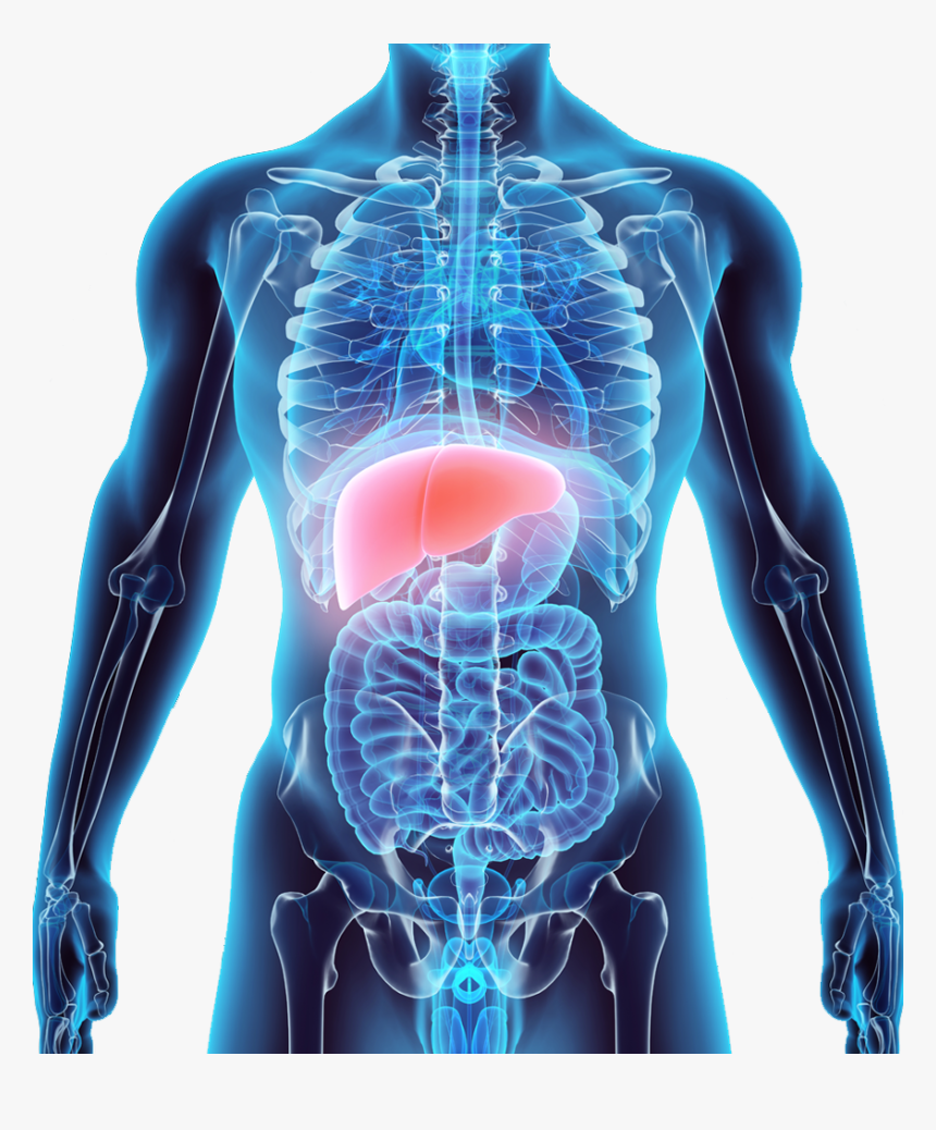 Human Body Liver Png, Transparent Png, Free Download