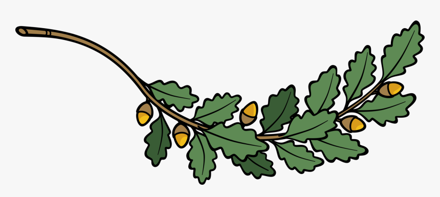 Plant,flower,leaf - Clip Art Oak Leaf Branch, HD Png Download, Free Download