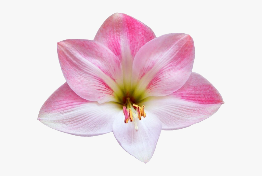 Flower, Overlay, And Pink Image - Lily, HD Png Download, Free Download