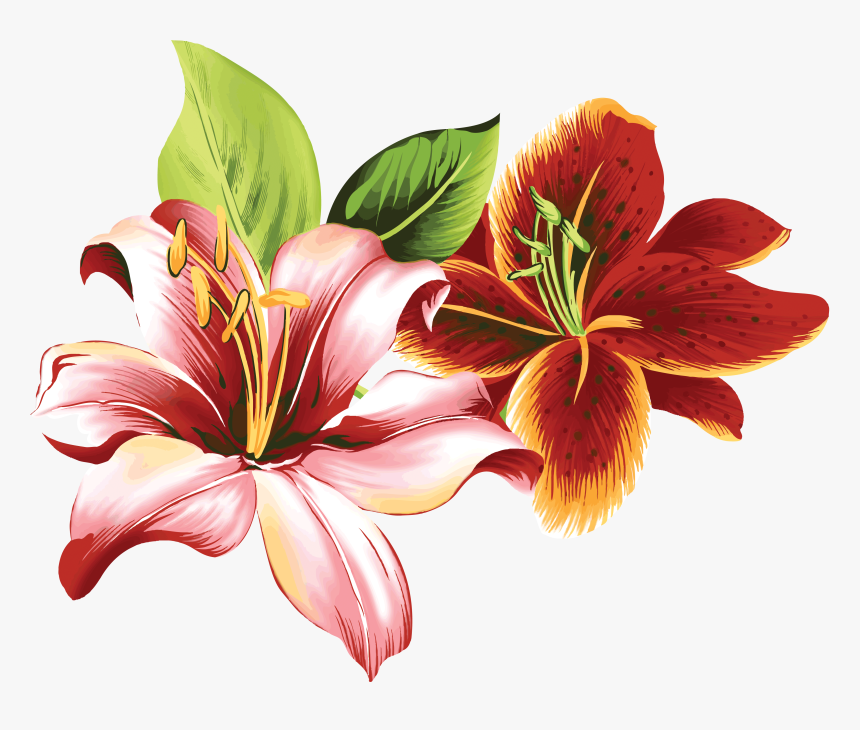 Lilium Png - Tiger Lily Flower Lily Art, Transparent Png, Free Download