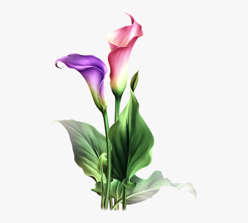 Watercolor Flowers, Drawing Flowers, Art Flowers, Botanical - Calla Lily Flower Drawing, HD Png Download, Free Download