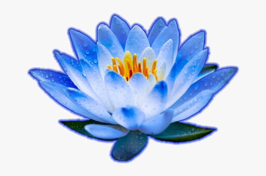 Blue Lotus Images Png, Transparent Png, Free Download