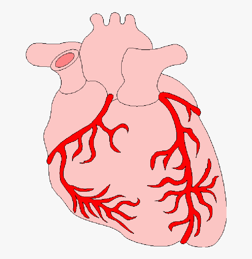 Anatomy Of The Heart Clipart - Heart, HD Png Download, Free Download