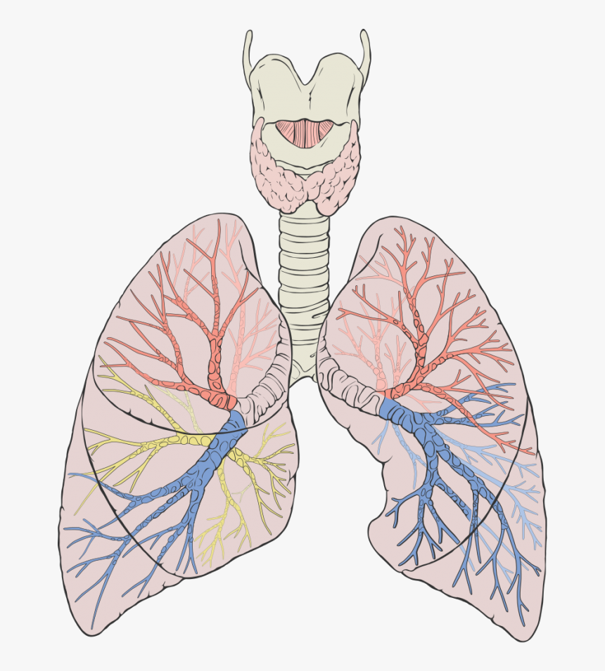 Lungs Diagram - Dog Lungs Diagram, HD Png Download, Free Download