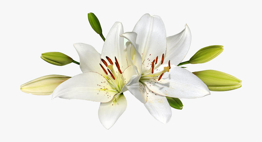 Lilium Png - White Easter Lily Png, Transparent Png, Free Download