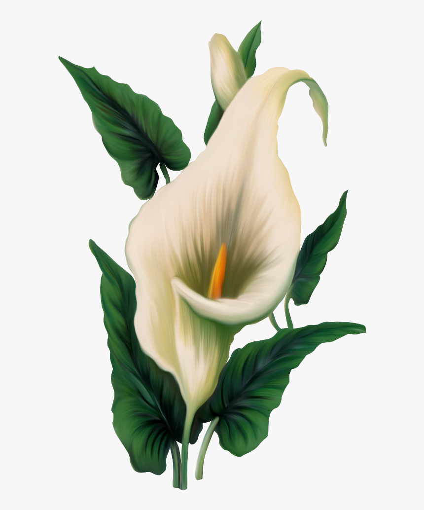 Crucifix Clipart Easter Lily Plant - Calla Lily Transparent, HD Png Download, Free Download