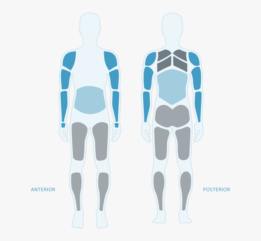 Rt300 Muscle Groups - Illustration, HD Png Download, Free Download