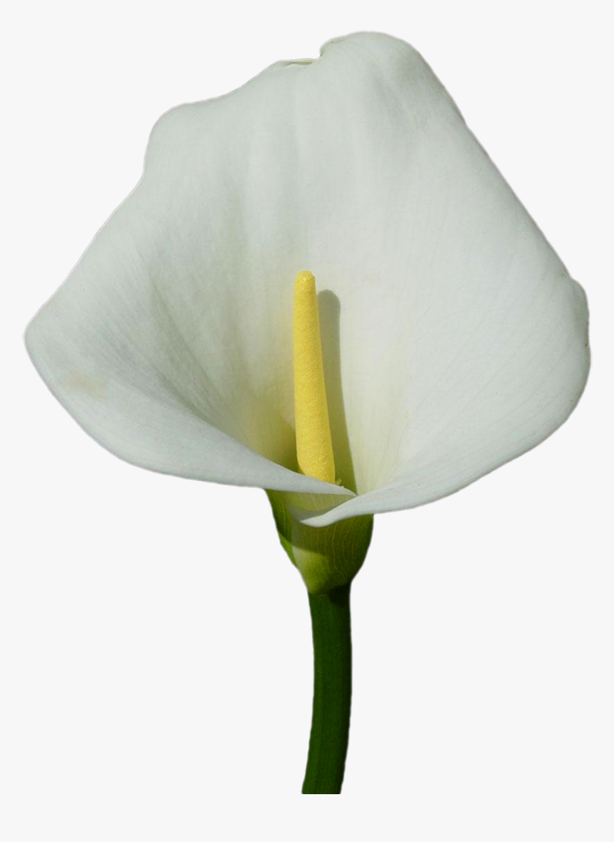 Calla Lily Clipart Transparent - White Calla Lily Png, Png Download, Free Download